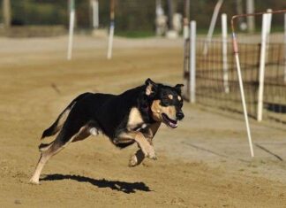 Perros DEPENDIENTES de sus dueños