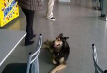 Perro ABANDONADO en Agosto encuentra hogar