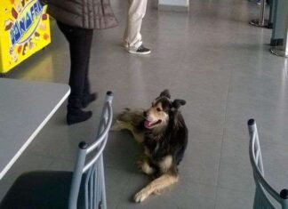 Perro ABANDONADO en Agosto encuentra hogar