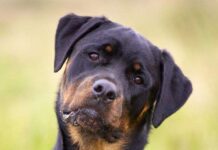 Rottweilers: Carácter y Comportamiento