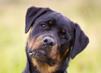 Rottweilers: Carácter y Comportamiento