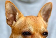 Razones por las que AMAR a tu PERRO