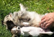 Intoxicaciones en perros