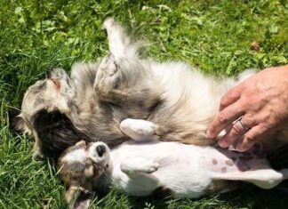 Intoxicaciones en perros