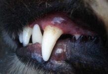 Limpieza dental en los perros