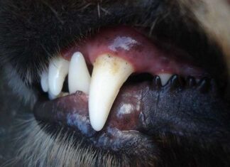 Limpieza dental en los perros