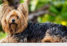 Protege a tu MASCOTA, consejos básicos