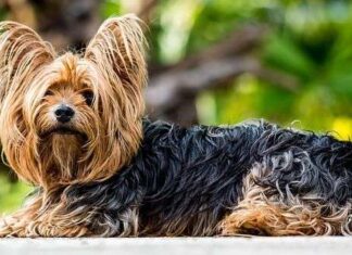 Protege a tu MASCOTA, consejos básicos