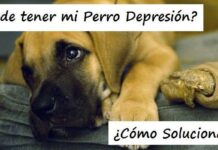 ¡Mi Perro tiene DEPRESIÓN! ¿Es esto posible? ¿Cómo Solucionarlo? Mi Perro Tiene Depresión ¿Cómo Puedo Solucionarlo?
