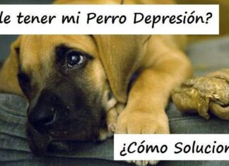 ¡Mi Perro tiene DEPRESIÓN! ¿Es esto posible? ¿Cómo Solucionarlo? Mi Perro Tiene Depresión ¿Cómo Puedo Solucionarlo?