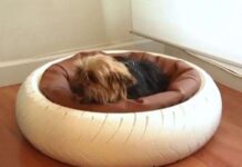 Camas de los PERROS: cómo deben ser