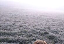 El Celo de las Perras