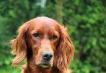 El Parto de tu Perra