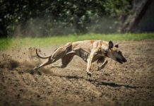 Las carreras de galgo