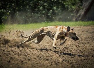 Las carreras de galgo