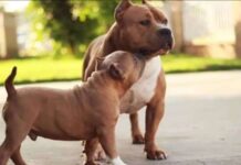 PPP o Perros Potencialmente peligrosos Perros Potencialmente Peligrosos