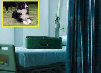 Mete a su PERRO en una Maleta y entra al Hospital