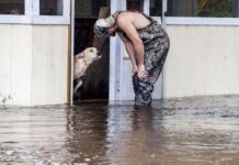 El Perro rescatado a Punto de Morir