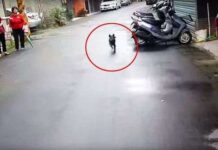 Perrita Regresa a casa tras 6 días Desaparecida