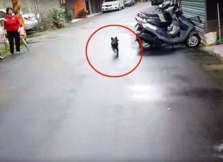 Perrita Regresa a casa tras 6 días Desaparecida