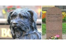 Las Historias de los Perros Más fieles del mundo