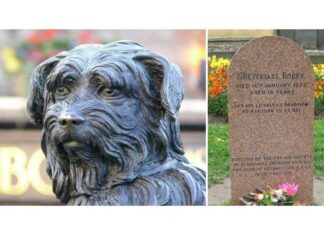 Las Historias de los Perros Más fieles del mundo