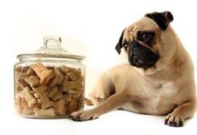 Premios para tu Perro