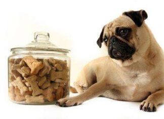 Premios para tu Perro