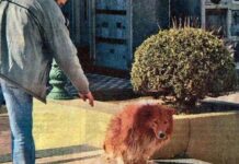 Las historias de los perros más Fieles 2