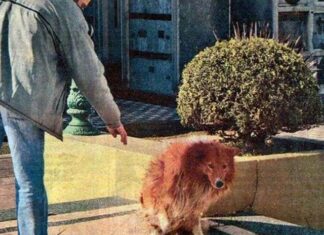 Las historias de los perros más Fieles 2