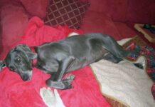 Postparto en las perras Primerizas