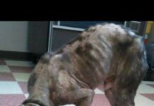 El Pitbull rescatado de un cubo de Basura