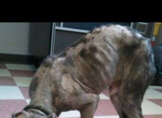 El Pitbull rescatado de un cubo de Basura