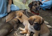 Madre y cachorros son enterrados vivos
