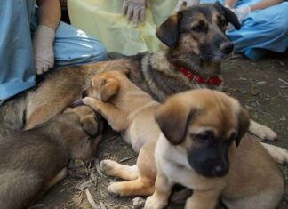 Madre y cachorros son enterrados vivos