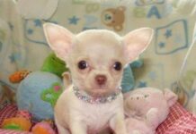 Que necesitas a la llegada de tu cachorro chihuahua al hogar