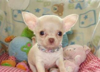 Que necesitas a la llegada de tu cachorro chihuahua al hogar