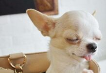 Accidentes domésticos que pueden tener los perros miniatura