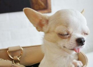 Accidentes domésticos que pueden tener los perros miniatura