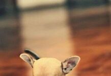 Carácter del chihuahua