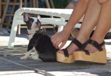 Siete Consejos para Viajar con Perros Consejos para Viajar con tu Perro