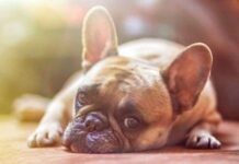 Cómo Elegir Veterinario para Tu Perro Cómo Elegir Veterinario para Tu Perro
