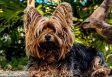 Cosas que Debes Pensar Antes de Tener un Perro Cosas que Debes Pensar Antes de Tener un Perro