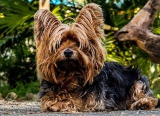 Cosas que Debes Pensar Antes de Tener un Perro Cosas que Debes Pensar Antes de Tener un Perro