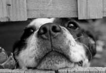 Cómo Elegir una Caseta de Perro Cómo Elegir una Caseta de Perro