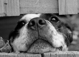 Cómo Elegir una Caseta de Perro Cómo Elegir una Caseta de Perro