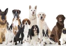 ¿Por Qué una Alimentación Diferenciada por Edades? ¿Por qué existen piensos para perros según las edades?