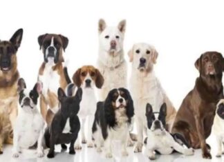 ¿Por Qué una Alimentación Diferenciada por Edades? ¿Por qué existen piensos para perros según las edades?