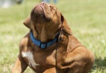 ¿Cómo Prevenir las Pulgas en los Perros? Consejos para Prevenir las Pulgas en los Perros