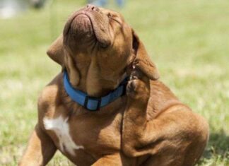 ¿Cómo Prevenir las Pulgas en los Perros? Consejos para Prevenir las Pulgas en los Perros